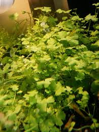 Image result for Hydrocotyle sibthorpioides