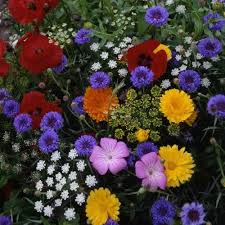 While perennials grow back every spring, some plants only last for a single growing another example in this category is annual purple larkspur, a tall and elegant plant with spiky blooms. Annuals Hardy Tall Cut Flower Mix Seeds Irish Plants Direct
