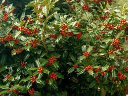 When talking about holly bushes, most people don't know that the berries on these bushes were so useful that they were actually cultivated in medieval europe to provide blue holly: Holly Bush Care Hgtv
