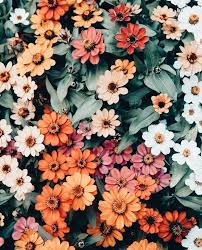 Check spelling or type a new query. Pin By Sue Massaar On Flowers Pretty Flowers Summer Flowers Plants