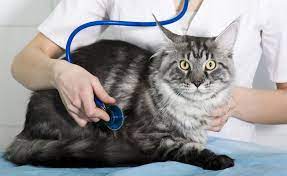 In all of the information i have found about liver cancer in animals or humans, symptoms and treatment are described, but i never find anything about how the victim of liver cancer feels, whether he is suffering, etc. Feline Hepatitis Maxxipaws