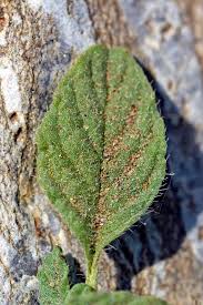 Image result for Heliotropium supinum