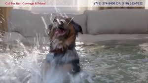 If your new car is totaled within the first two. 01 Farmers Commercial 2016 Funny Dogs Dreams Animation Youtube