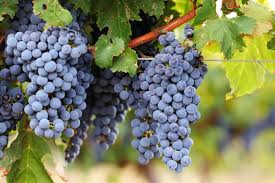 как сделать виноградный сок в домашних условиях без соковарки Kak Sdelat Vinogradnyj Sok Na Zimu V Domashnih Usloviyah
