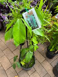 Image result for Strongylodon macrobotrys