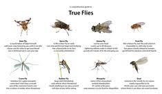 7 Best Bug Identification Images Bug Identification