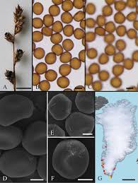 Sue ann was born to the late charles sutton and the late anna mae holman sutton on september 10, 1933, in barbourville, ky., grew up in richmond, ky., and graduated from eastern kentucky university. The Smut Fungi Of Greenland