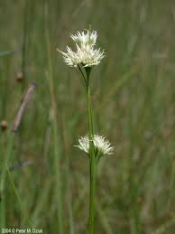 Image result for Rhynchospora rugosa