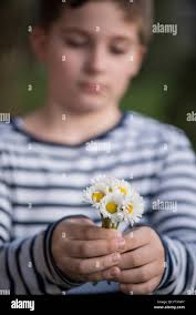 Boy with daisy hi-res stock photography and images