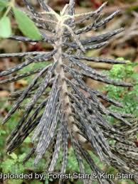 Image result for Bryophyllum tubiflorum