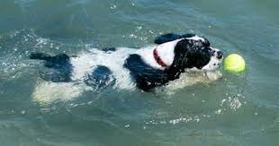 Parti American Cocker Spaniel Black And White Abby A Black And White Parti Color American Cocker Spaniel American Cocker Spaniel Cocker Spaniel Spaniel