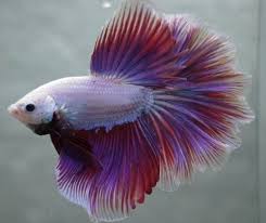 Live Tropical Fish Lavender Pink White Dragon Rosetail Halfmoon Betta G1 Betta Betta Fish Halfmoon Betta