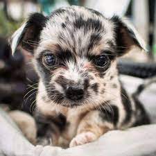 Check spelling or type a new query. Blue Merle Teacup Chihuahua Puppies Sale Furosemide