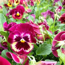 Check spelling or type a new query. How Extreme Cold Affects Pansies Violas Cabbage And Kale