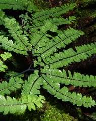 Image result for Adiantum soboliferum