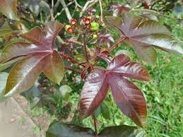 Image result for Jatropha gossypiifolia