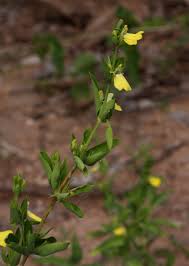 Image result for Justicia odora