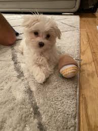 I have to female bulldog puppies for sale. Arcadia Pets 15 Photos 21 Reviews Pet Stores 4371 Amboy Rd Great Kills Staten Island Ny Phone Number Yelp
