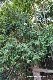 Image result for Memecylon