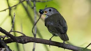 Bird netting cover rows of berries with rolls of netting draped over hoops plant alternative fruit and berries that attract birds away from the crops you are keen to harvest for yourself. How To Keep Birds Off Your Fruit Youtube