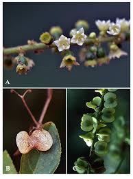 Image result for Gouania scandens