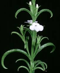 Image result for Striga passargei