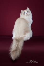 Highland lynx for sale in harrisburg, pennsylvania. Ragdolls South Carolina And North Carolina Riterags Ragdolls Ragdoll Cat Cats And Kittens Cats