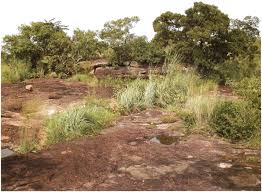 Image result for Clappertonia polyandra