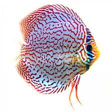 Baby and juvenile discus sale. Diskusfisch German Wonder Diskuskeller