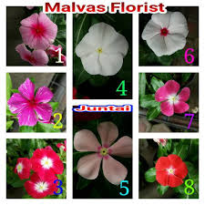 Beli produk tanaman bunga vinca berkualitas dengan harga murah dari berbagai pelapak di indonesia. Harga Bunga Vinca Terbaik Taman Perlengkapan Rumah Juni 2021 Shopee Indonesia