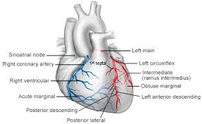 Left anterior descending artery d1: Major Coronary Arteries And Coronary Artery Branches Coronary Arteries Heart Anatomy Arteries