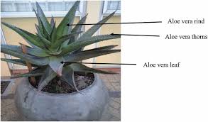 Image result for Aloe greatheadii