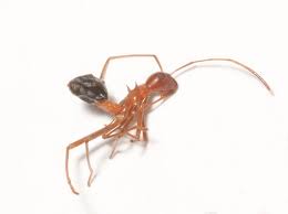 Image result for Hetaeria tetraptera