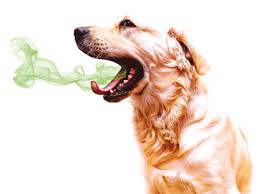 Nothing they tried ever helped. Pet News Articles Urban Pet Hospital Blog 7 Reasons Why Your Old Dog Smells Bad