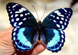 If we make a butterfly tattoo or any butterfly design it'll look great and classy. Pin On Mariposas