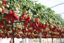 Garten Erdbeeren Im Rohr Pflanzen Bauanleitung Fur Ein Erdbeerrohr Erdbeeren Im Rohr Pflanzen Bauanleitung Strawberry Plants Plants Types Of Herbs