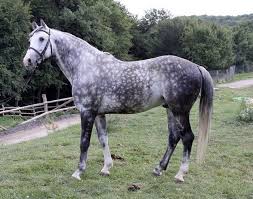 Gorgeous Dapple Grey Horses Warmblood Horses Throughbred Horses
