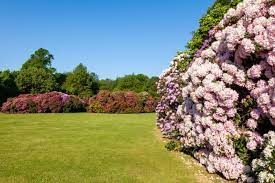 Bei der auswahl der rhododendren sollte. Vielfarbige Blutenpracht Einen Rhododendrongarten Anlegen