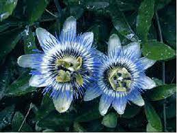 Passion Flower Blue Bouquet Buy It Now Flower Seeds Passion Flower White And Blue Flowers