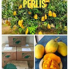 Cikgu nordin ishak dan cikgu. Limited Stock Mangga Harum Manis Perlis Rm90 3kg Sahaja Shopee Malaysia