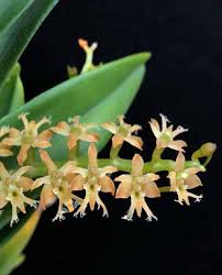 Image result for Angraecum chamaeanthus