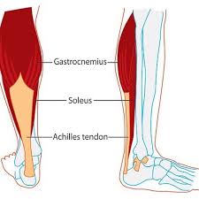 It serves to attach the plantaris, gastrocnemius (calf) and soleus muscles to the calcaneus (heel) bone. Oc Detailing Achilles Injuries The Anatomy And Physiology Behind Them Nbadiscussion
