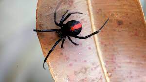 They prefer to eat other insects and their babies are even known to devour each other for nutrients. Put Down The Pesticides Why You Shouldn T Be Spraying Your Spiders This Summer