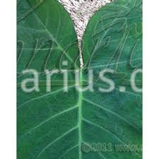 Name of your friend * Buy Xanthosoma Sagittifolium Violaceum Purple Tannia Malanga
