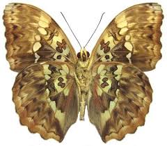 Image result for Rawsonia burtt-davyi