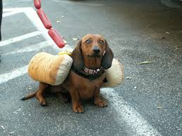 10 Sausage Dogs Dressed As Wieners For Hot Dog Day The Dog People By Rover Com