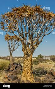 Image result for Cyphostemma hermannioides