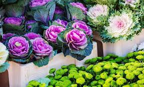 Plants are annual and perennial. 5 Things To Know About Flowering Kale And Cabbage The Home Depot