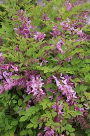 Image result for Indigofera kirkii