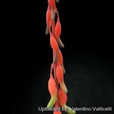 Image result for Walleria nutans